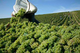 Les vignerons de la région ont besoin de bras pour les vendanges 2016