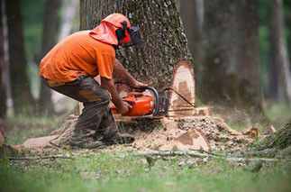 Fiche metier ouvrier forestier