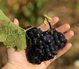 Plus de mille emplois à pourvoir pour le début des vendanges !