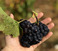 Plus de mille emplois à pourvoir pour le début des vendanges !