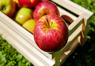 Recrutement de 100 saisonniers pour la cueillette des pommes à Abbeville