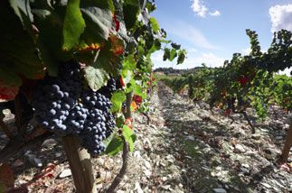 Comment devenir viticulteur