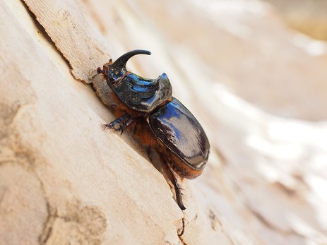 La start-up Ynsect lève 110 millions d'euros pour créer des protéines d’insectes