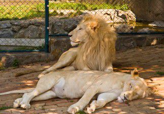 Comment devenir zoologiste