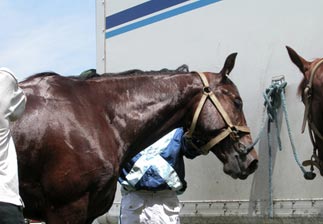 Comment devenir lad-jockey