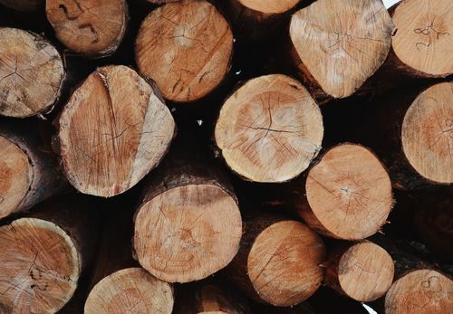Une bourse d’emplois lancée pour recruter dans la filière bois