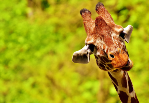 Le zoo La Flèche situé en Sarthe recrute