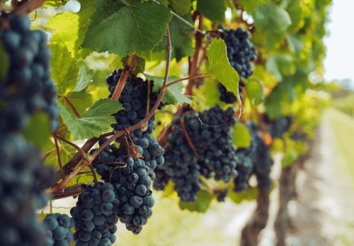 Vendanges 2025 en Bourgogne-Franche-Comté : une campagne de recrutement massive débute !