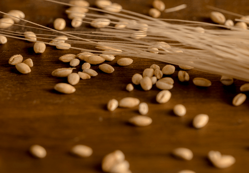 Tereos reconstruit son moulin de Nesle avec un investissement de 62 millions d’euros