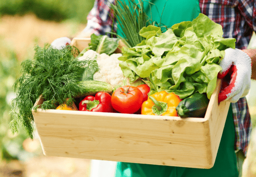 Côtes-d’Armor : plus de 50 postes à pourvoir dans les serres des Maraîchers d’Armor pour la saison 2