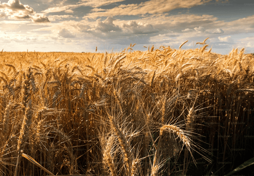 Limagrain recrute plus de 1 000 saisonniers pour les récoltes 2026